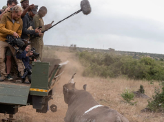 Sennheiser MKH 8000 captura el sonido real de la sabana en el documental Rhino Sennheiser MKH 8000 captura el sonido real de la sabana en el documental Rhino